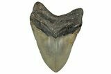 Serrated, Fossil Megalodon Tooth - North Carolina #351729-2